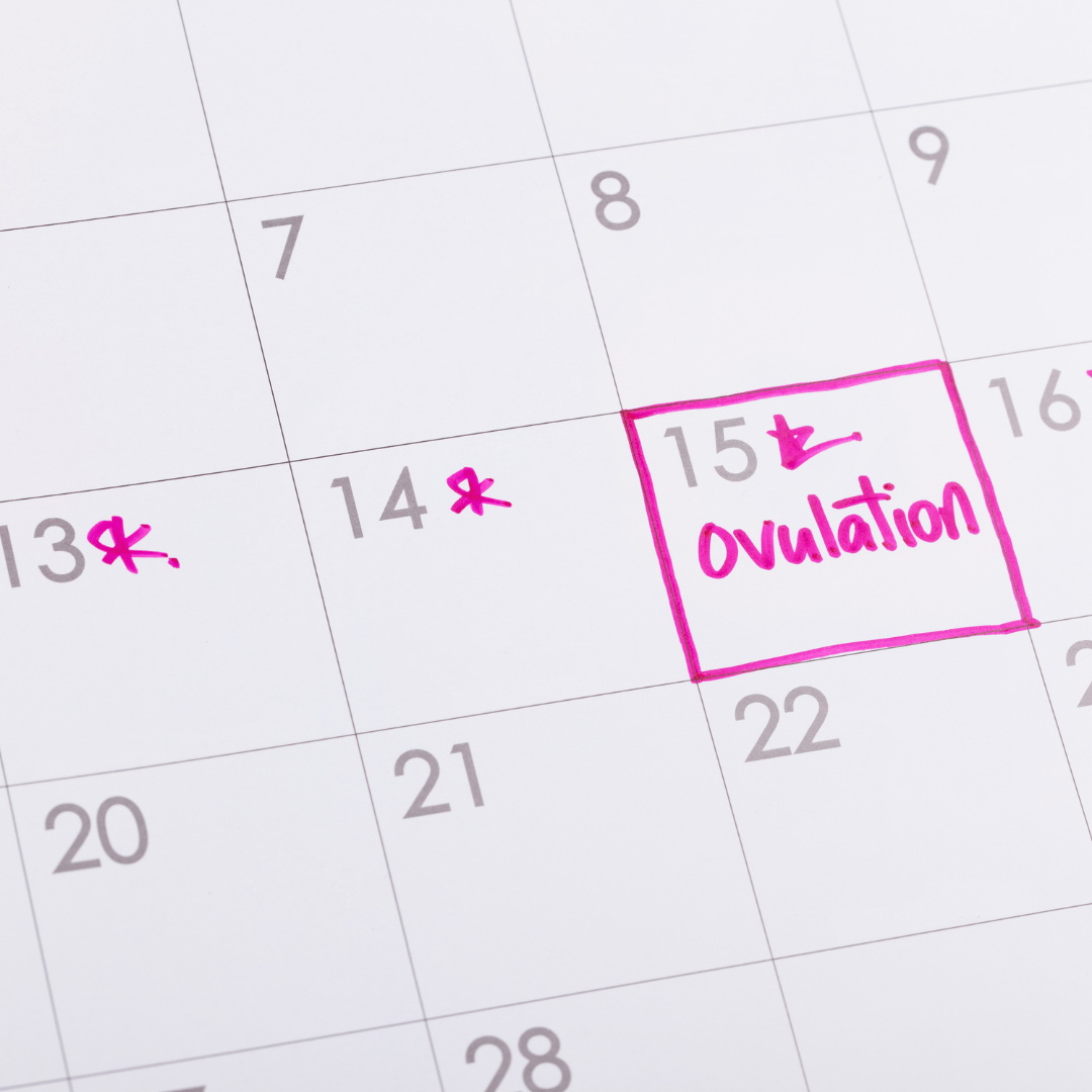 Ovulation window calendar diagram showing the fertile days in a menstrual cycle for natural conception