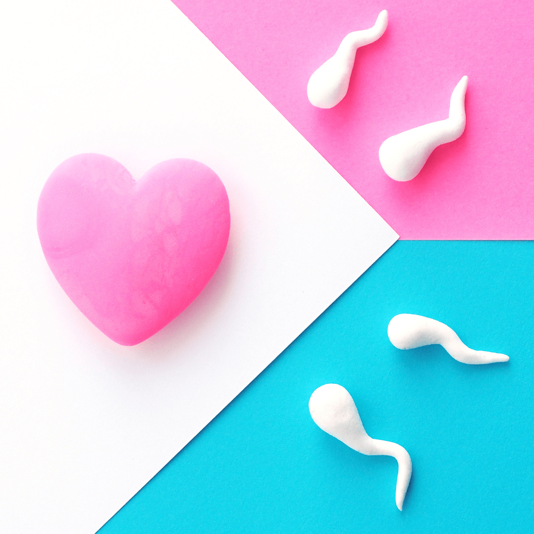 Diagram showing sperm meeting egg at fertilisation — illustrating the short conception window in a natural fertility cycle