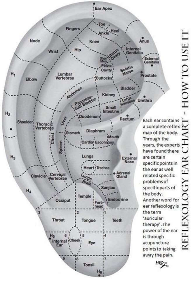 Auricular acupuncture map showing ear pressure points