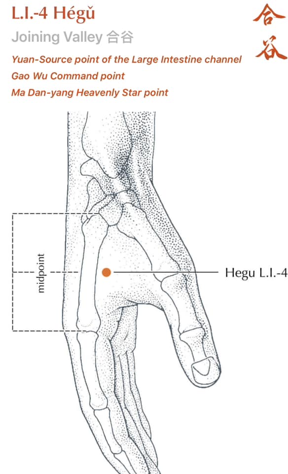 LI 4 Hegu acupuncture point on the hand in the webbing between thumb and index finger, used to reduce inflammation and support immune function in hay fever treatment