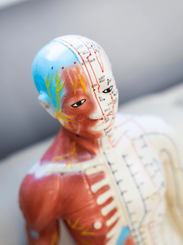 Acupuncture meridian model showing TCM energy pathways