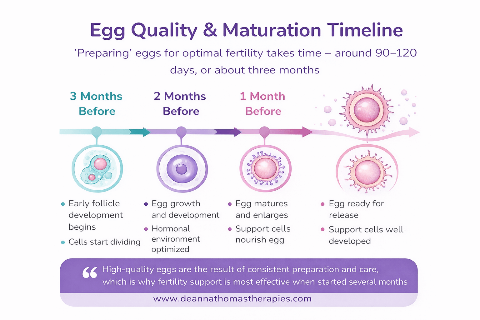 Egg quality and maturation timeline — why fertility acupuncture works best started 90 days before conception