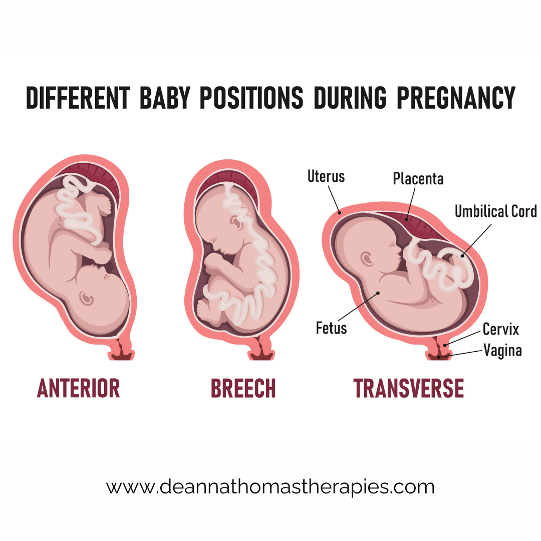 Different baby positions during pregnancy including cephalic, breech, and transverse presentation