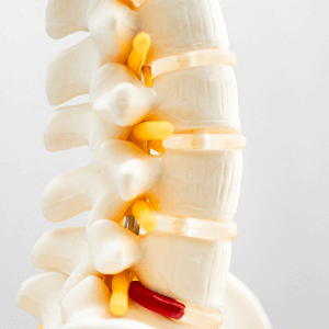 Vertebra spine model at Deanna Thomas acupuncture clinic Middlesbrough