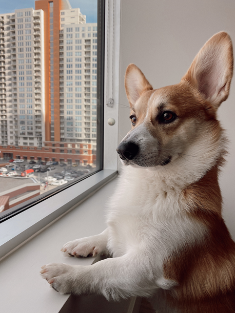 Home Alone Deluxe Program