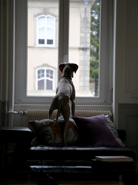 Home Alone Basic Program