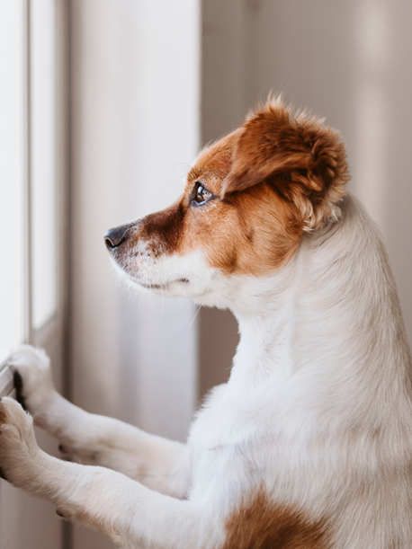 Separation Anxiety 8 Week Independence Programme