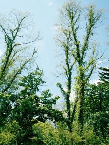 Bugs Away: DIY Natural Insect Repellent Class