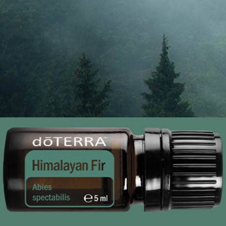 Himalayan fir - 5 ml